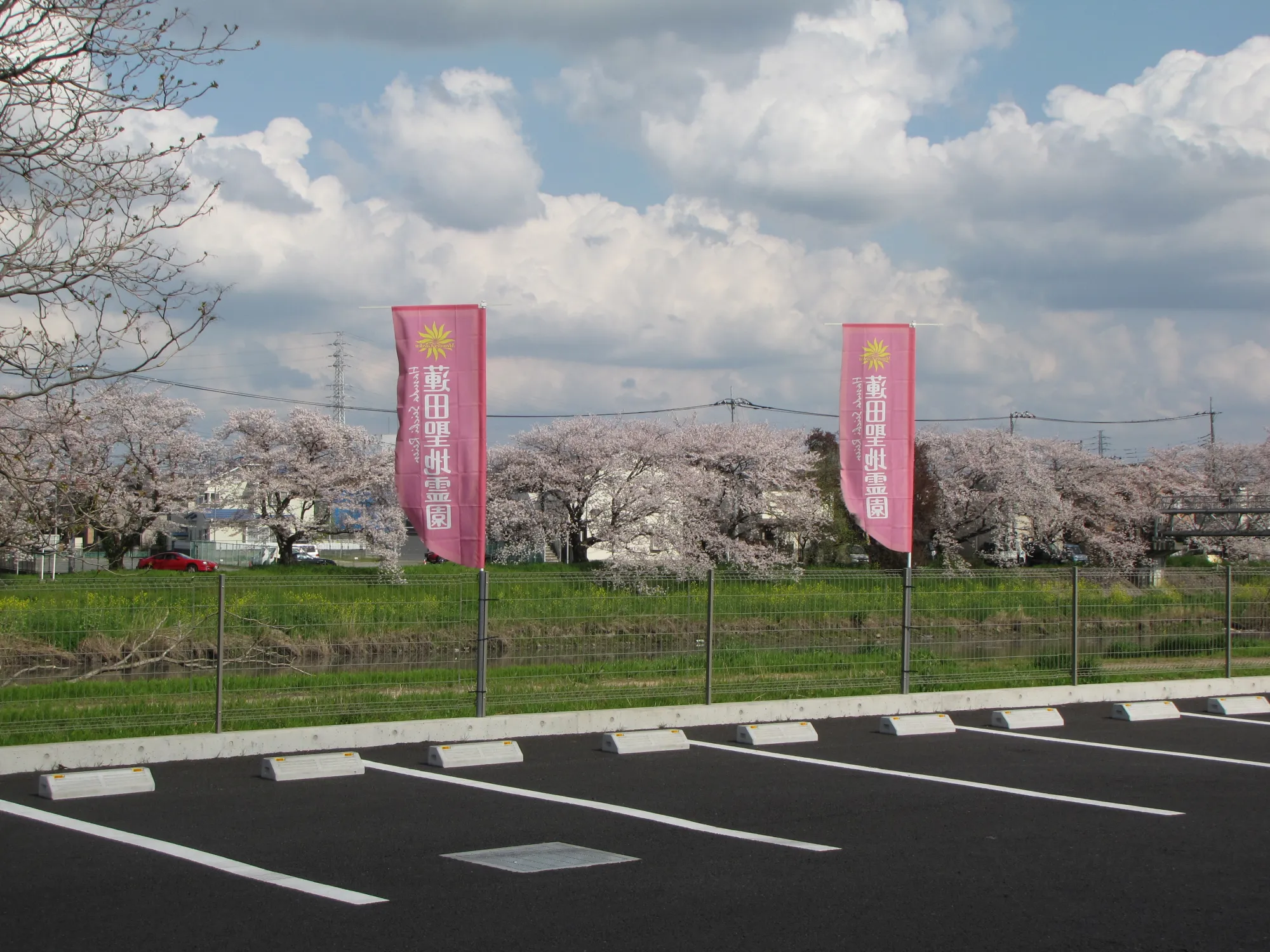 桜とピンクの旗がある駐車場