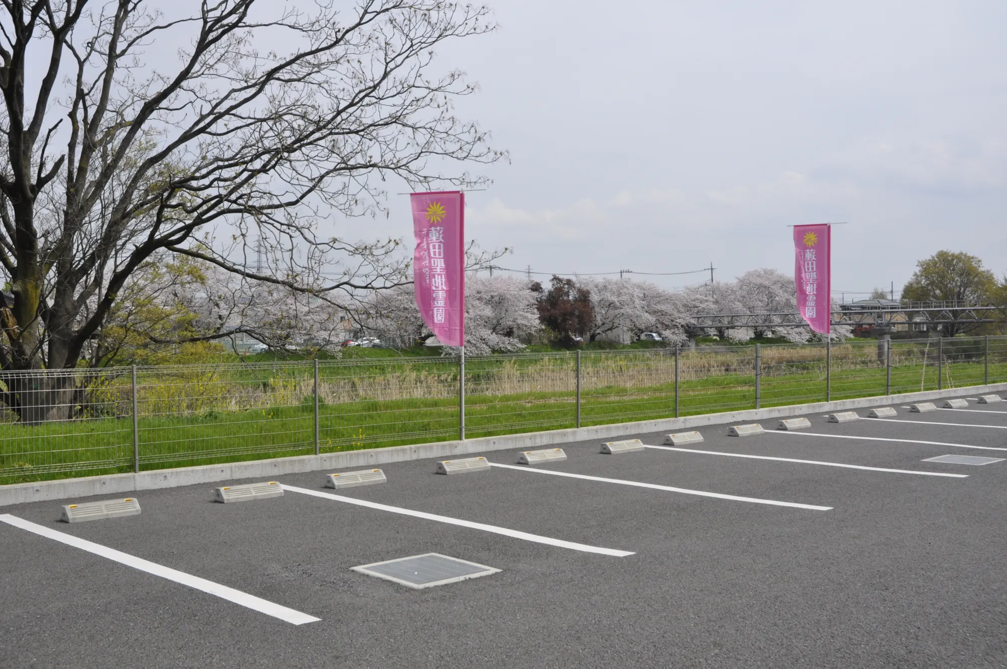 桜並木沿いの広い駐車場