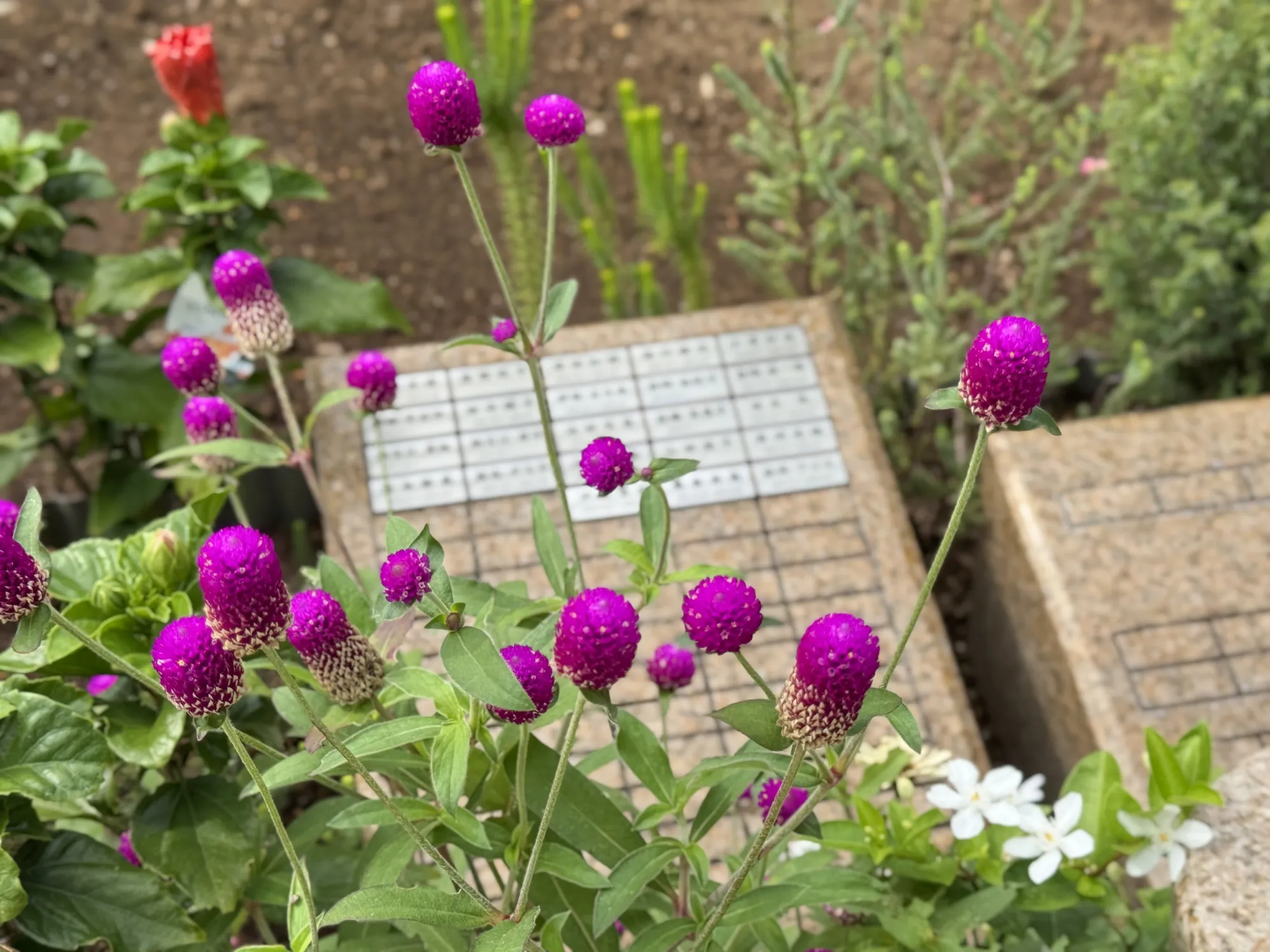 花に囲まれた土中埋葬の銘板