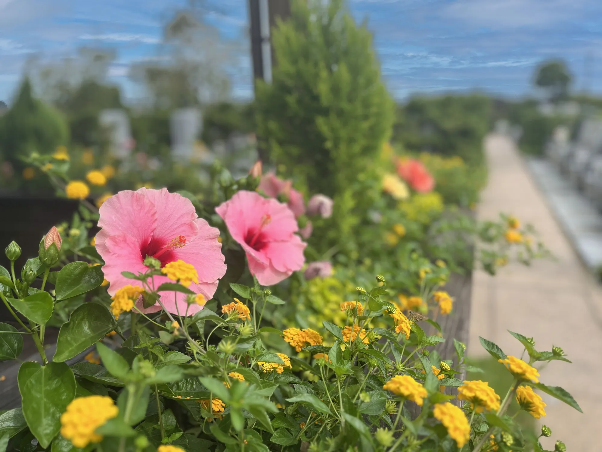園路沿いのピンクと黄の花壇