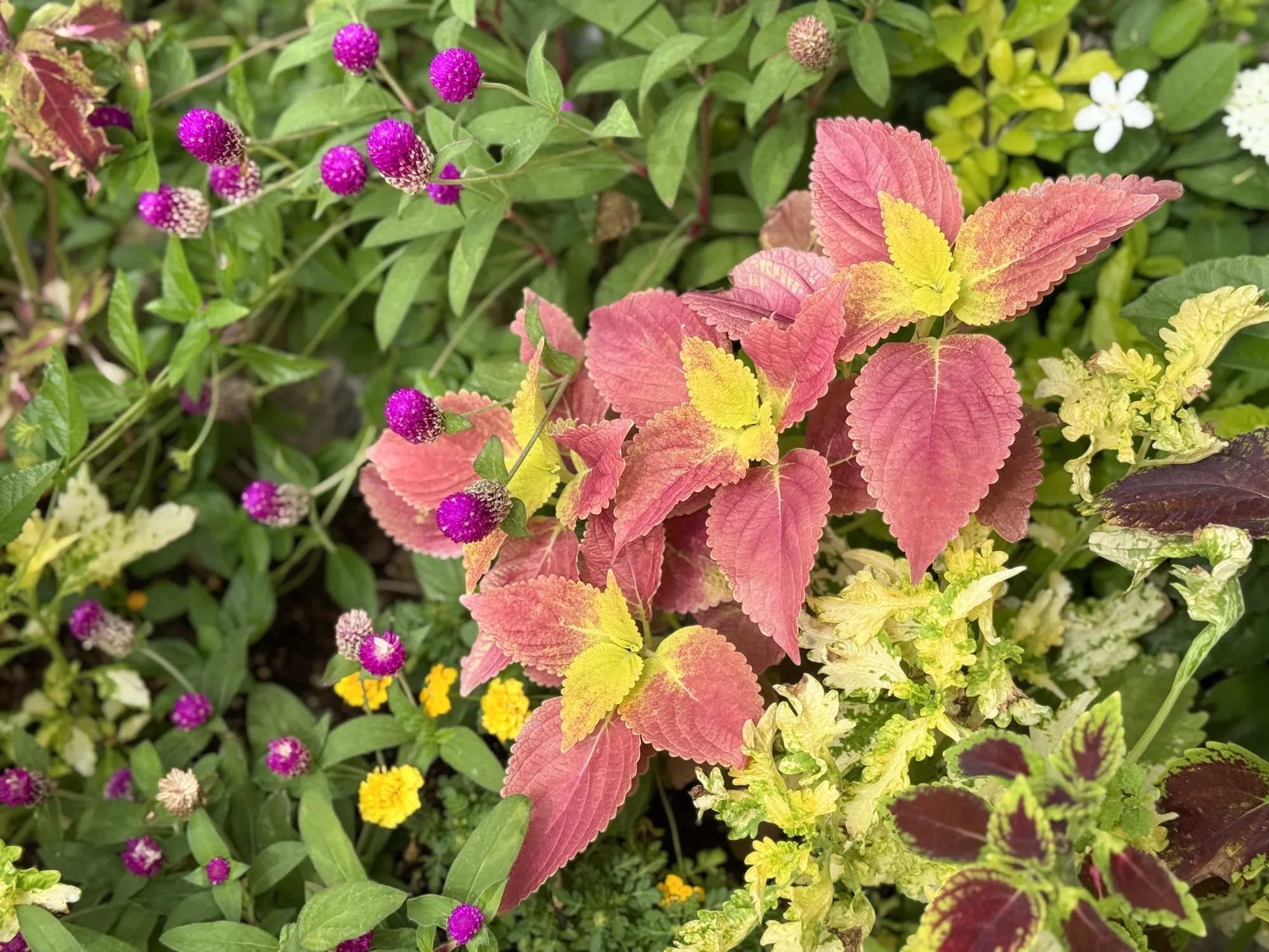 赤と黄のコリウスの花壇