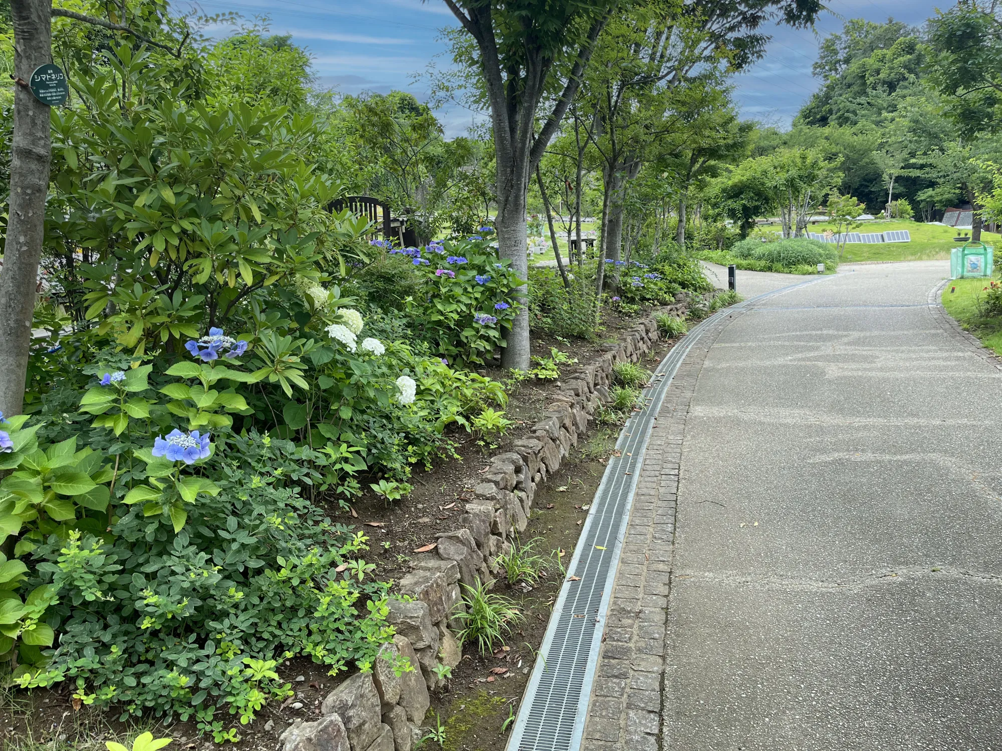 町田いずみ浄苑 あじさいの咲く参道