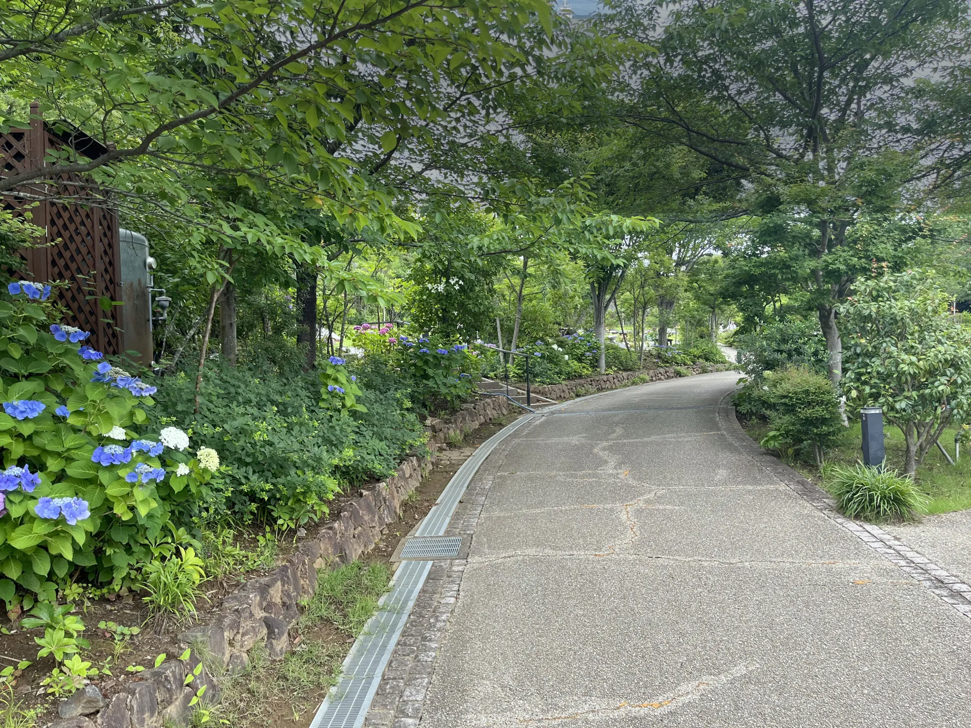 町田いずみ浄苑 あじさいの咲く参道