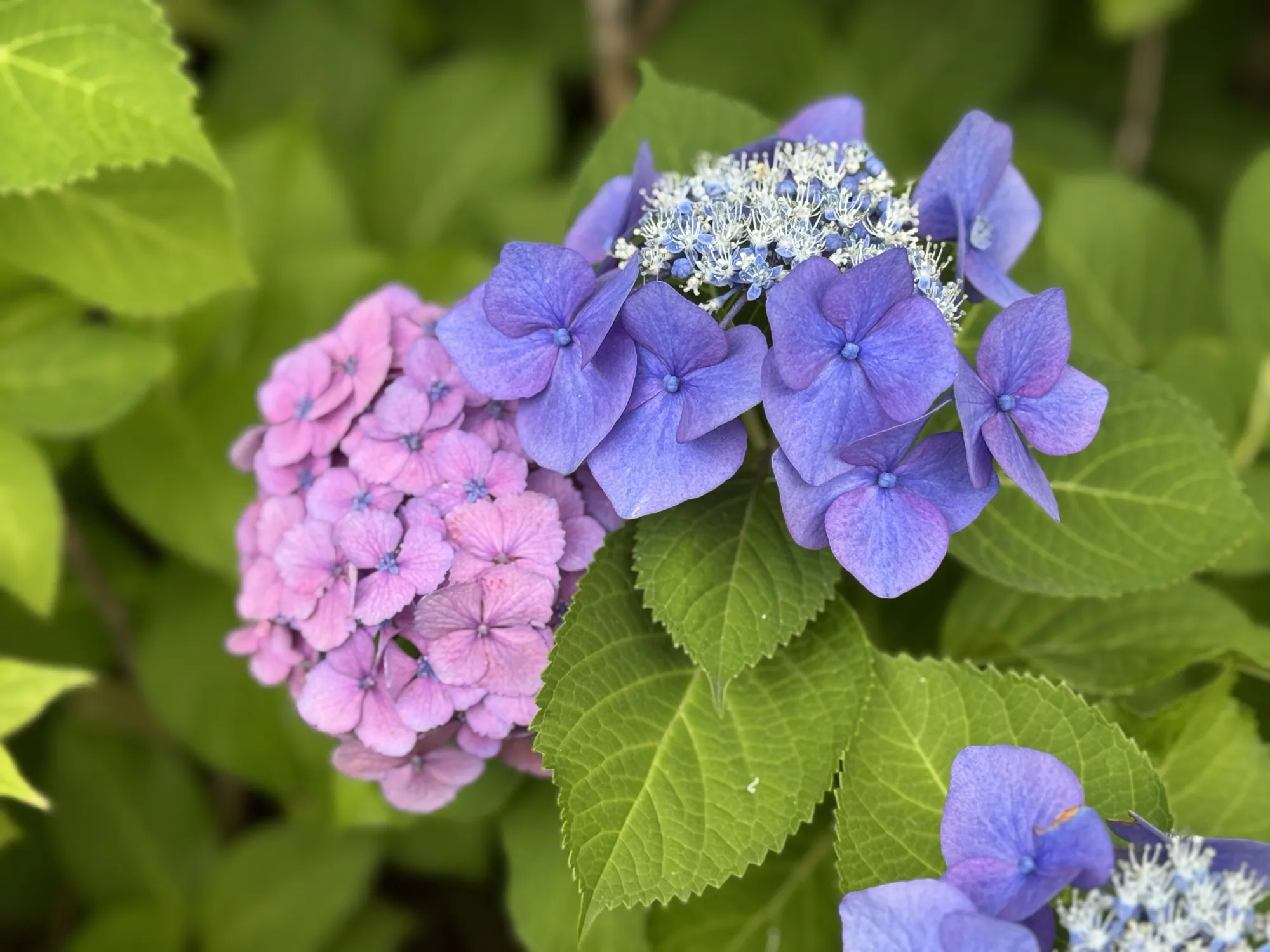 町田いずみ浄苑 四季の草花