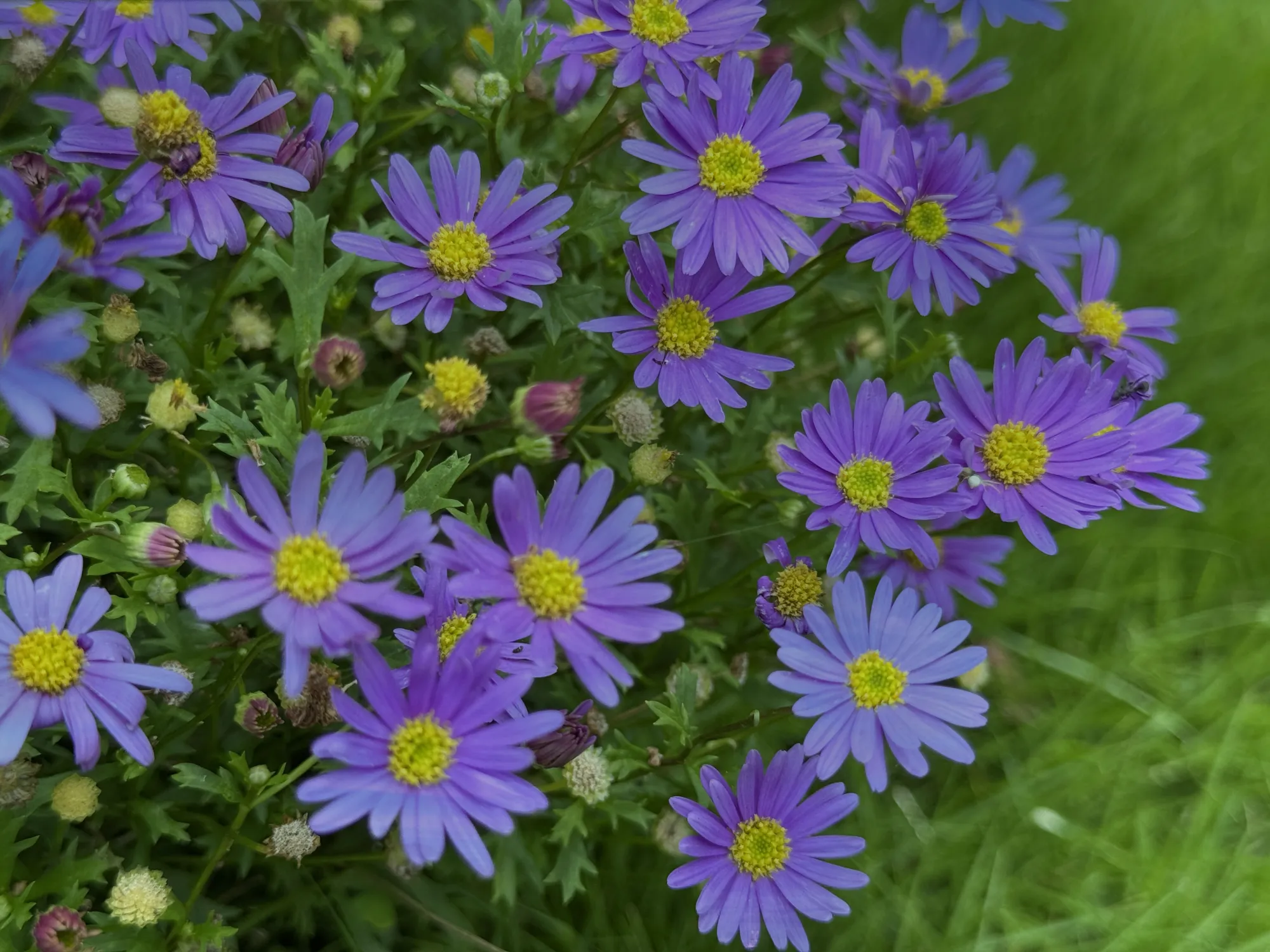 町田いずみ浄苑 秋の草花