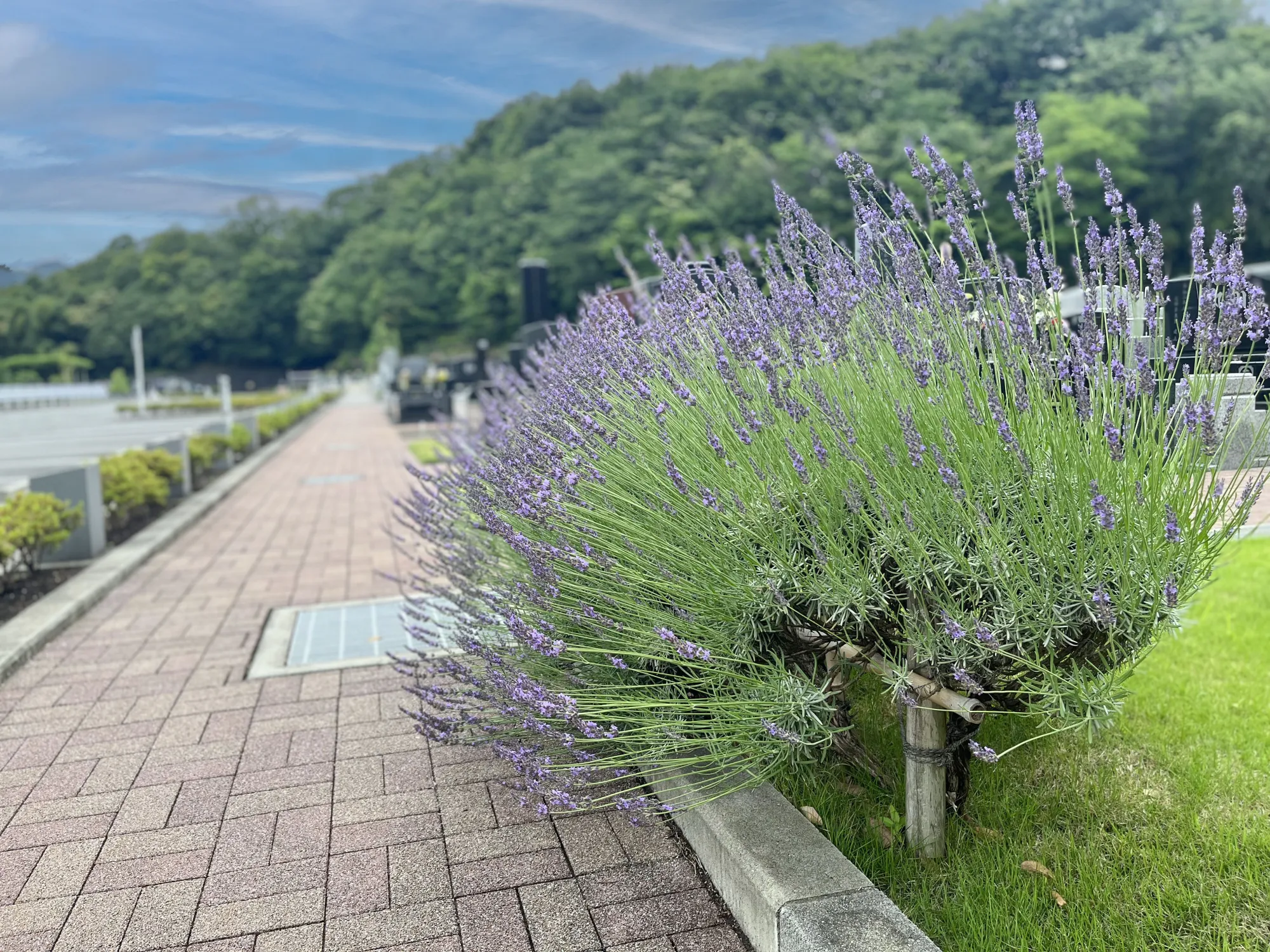 メモリアルパーク厚木ふるさとの丘 園内風景10