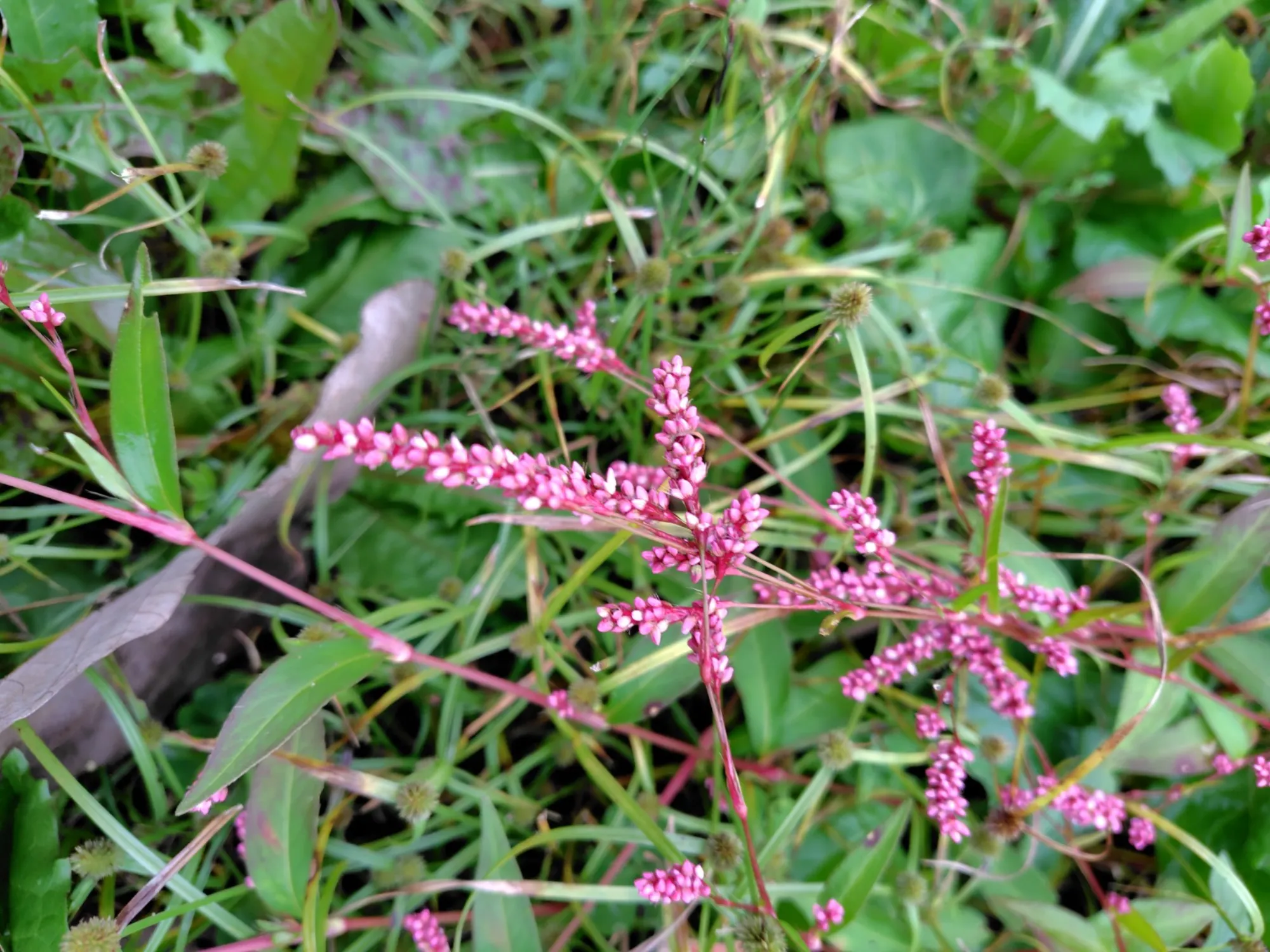森の墓苑 野の花