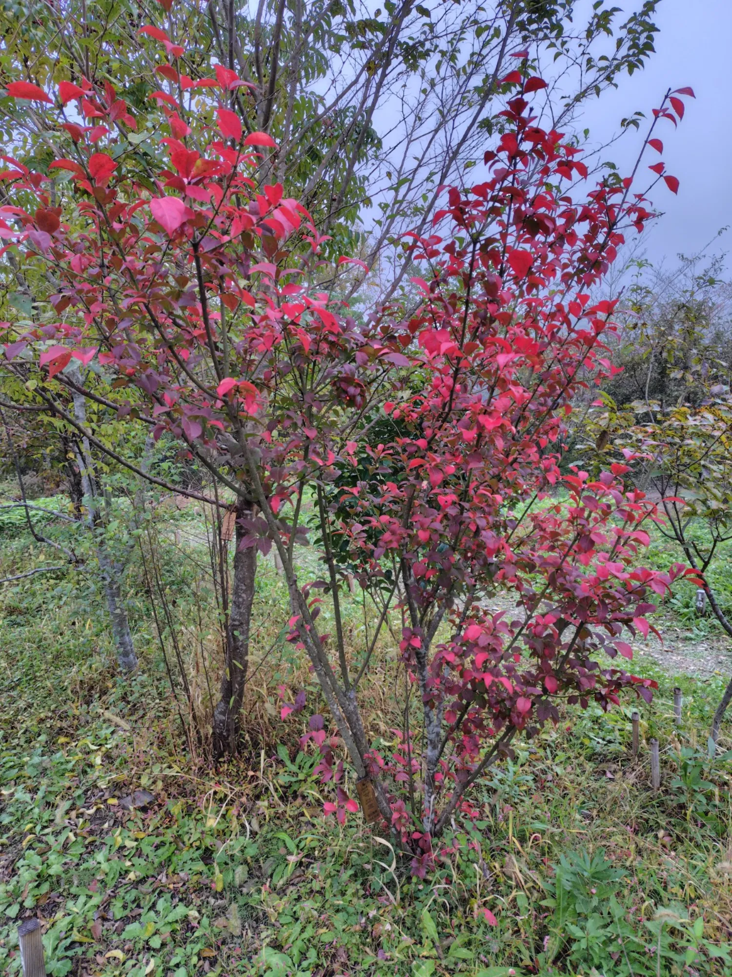 森の墓苑 草花のクローズアップ