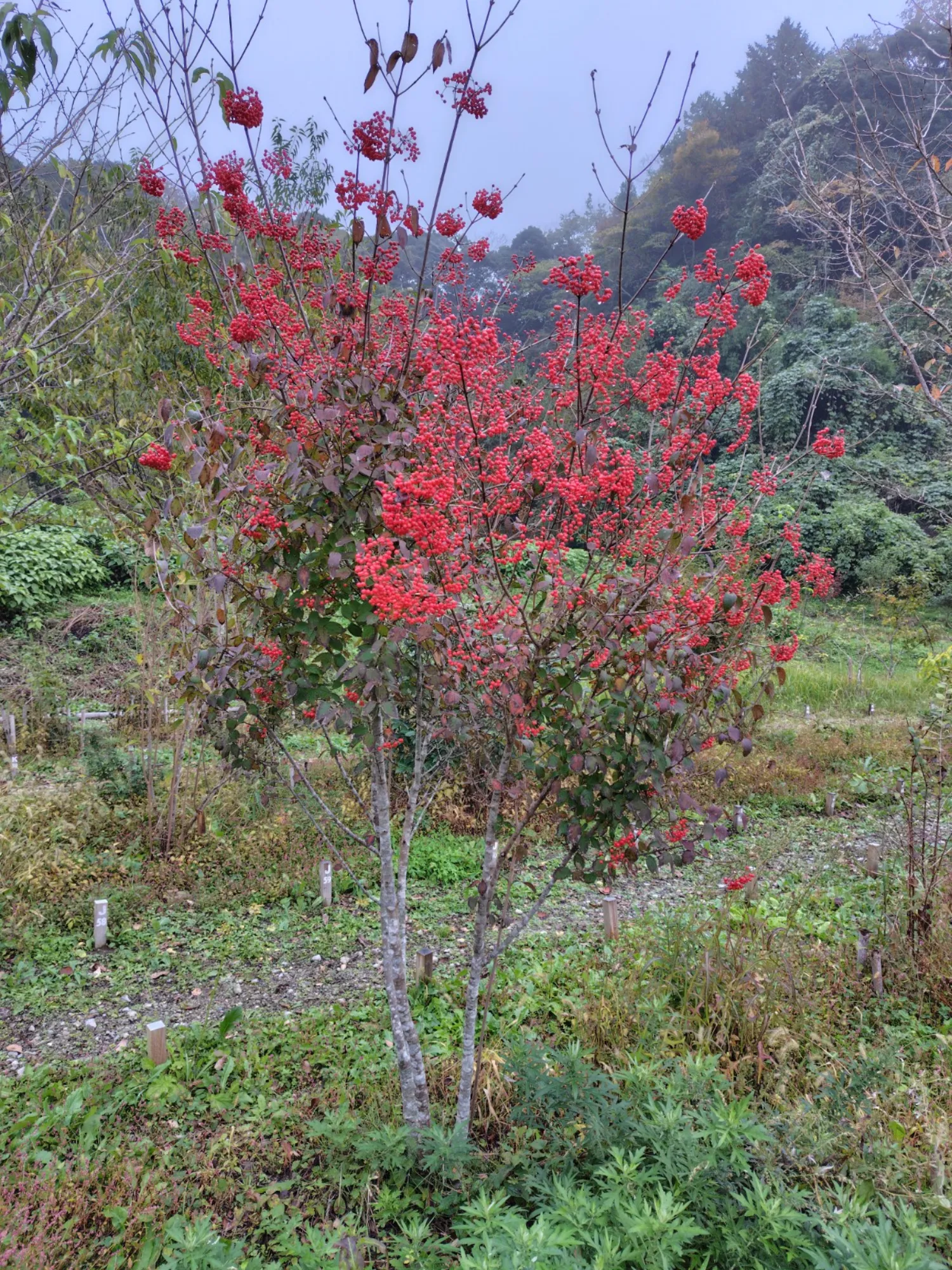 森の墓苑 園内の草花