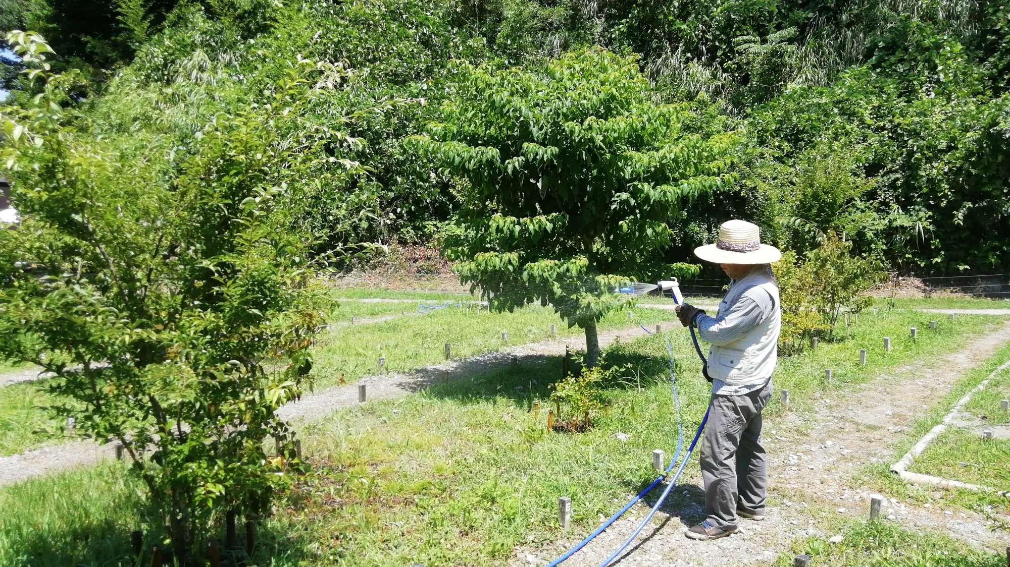 森の墓苑 散水の様子
