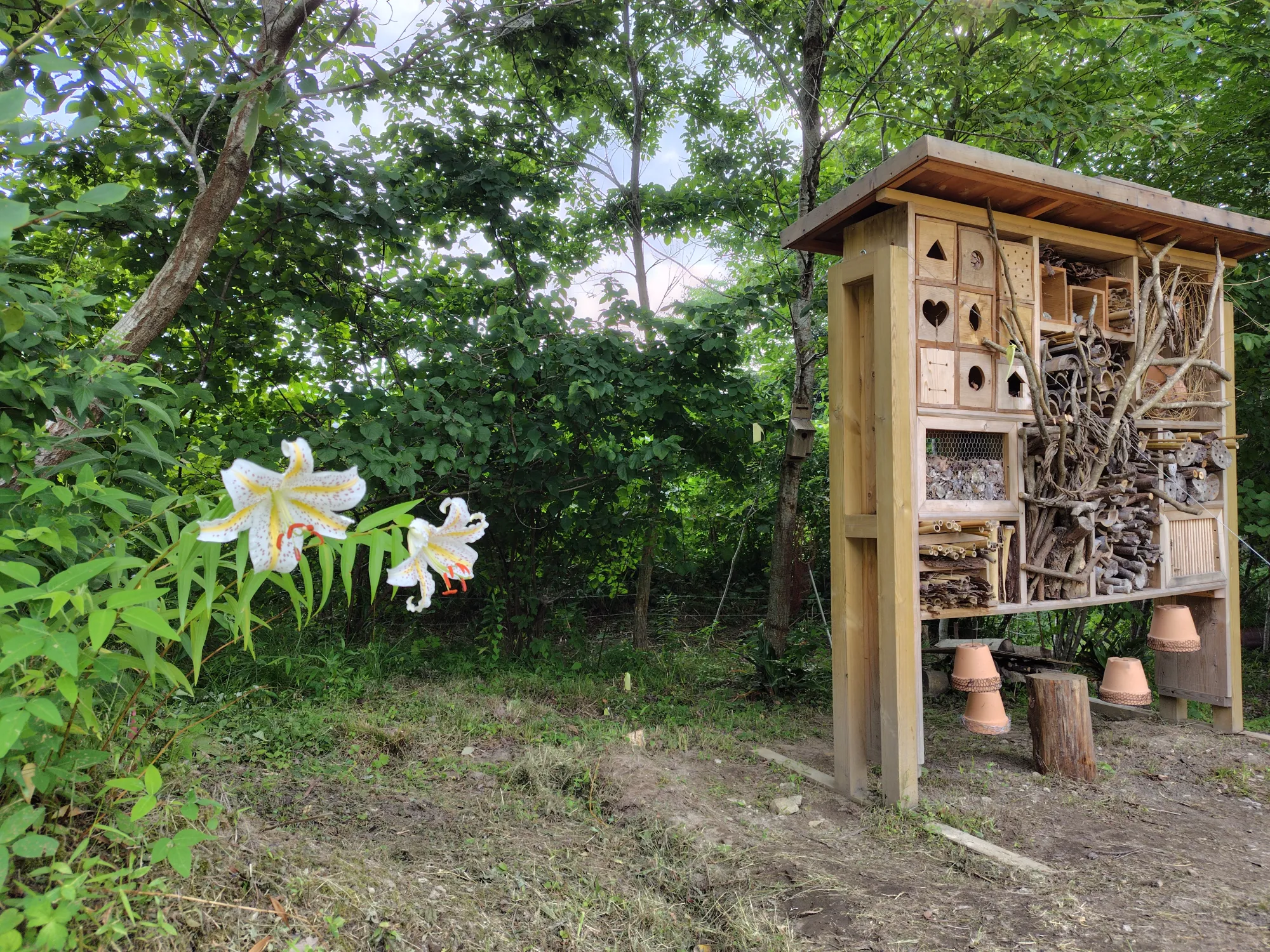 森の墓苑 昆虫の家とヤマユリ