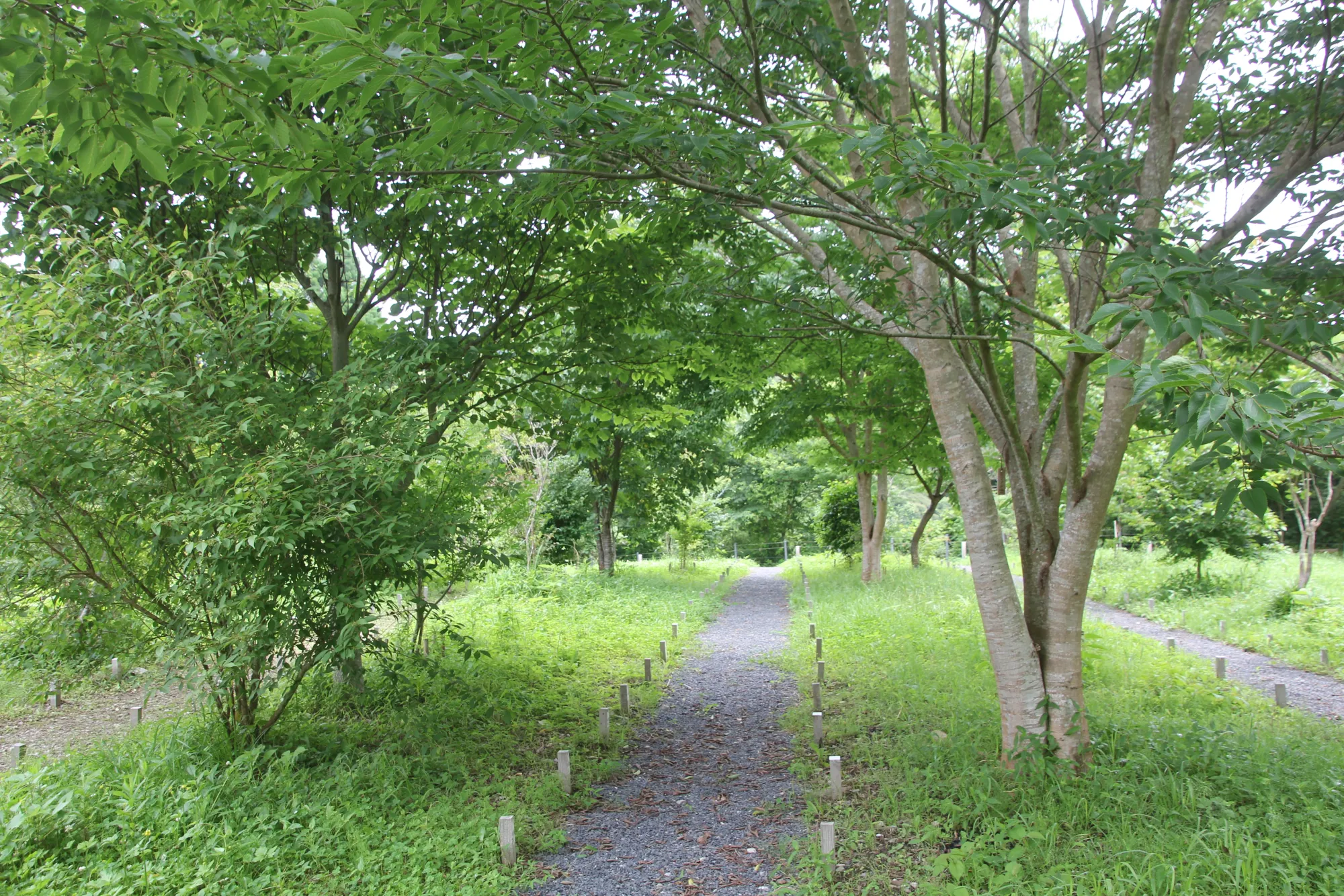 森の墓苑 木陰の苑内