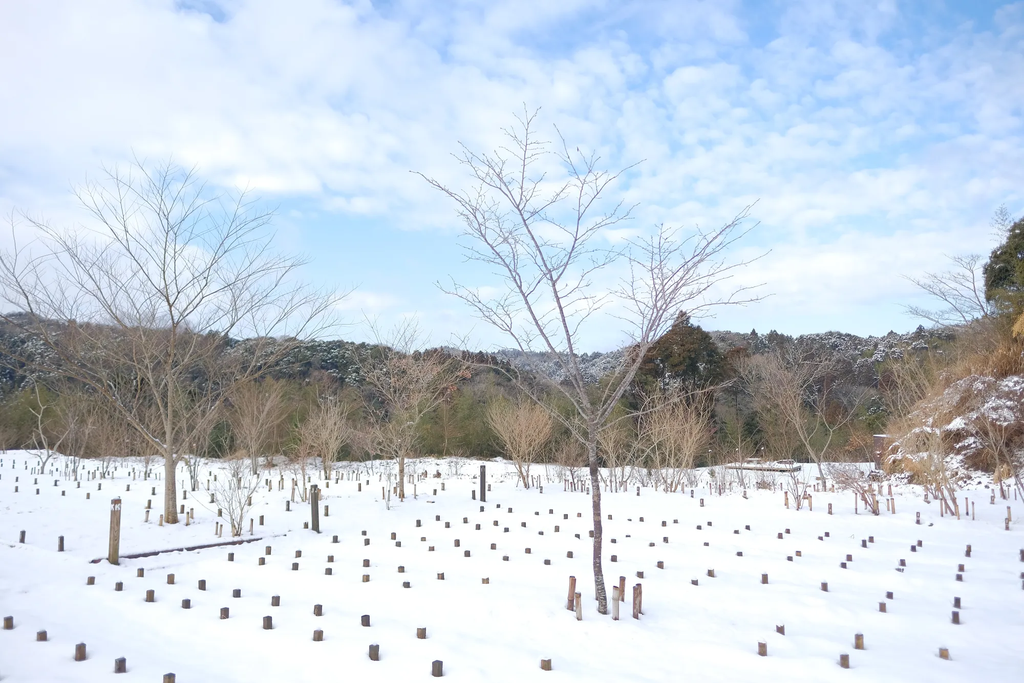 森の墓苑 雪が積もった合葬墓