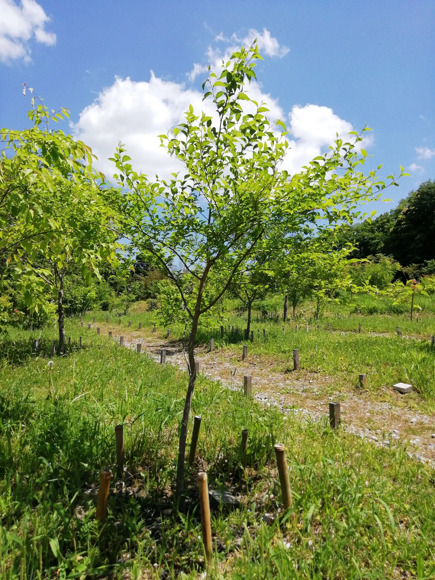 森の墓苑 個別墓の側面