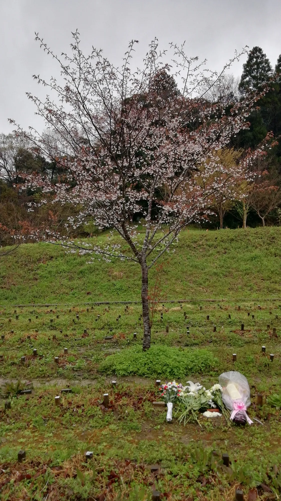 森の墓苑 ヤマザクラの開花