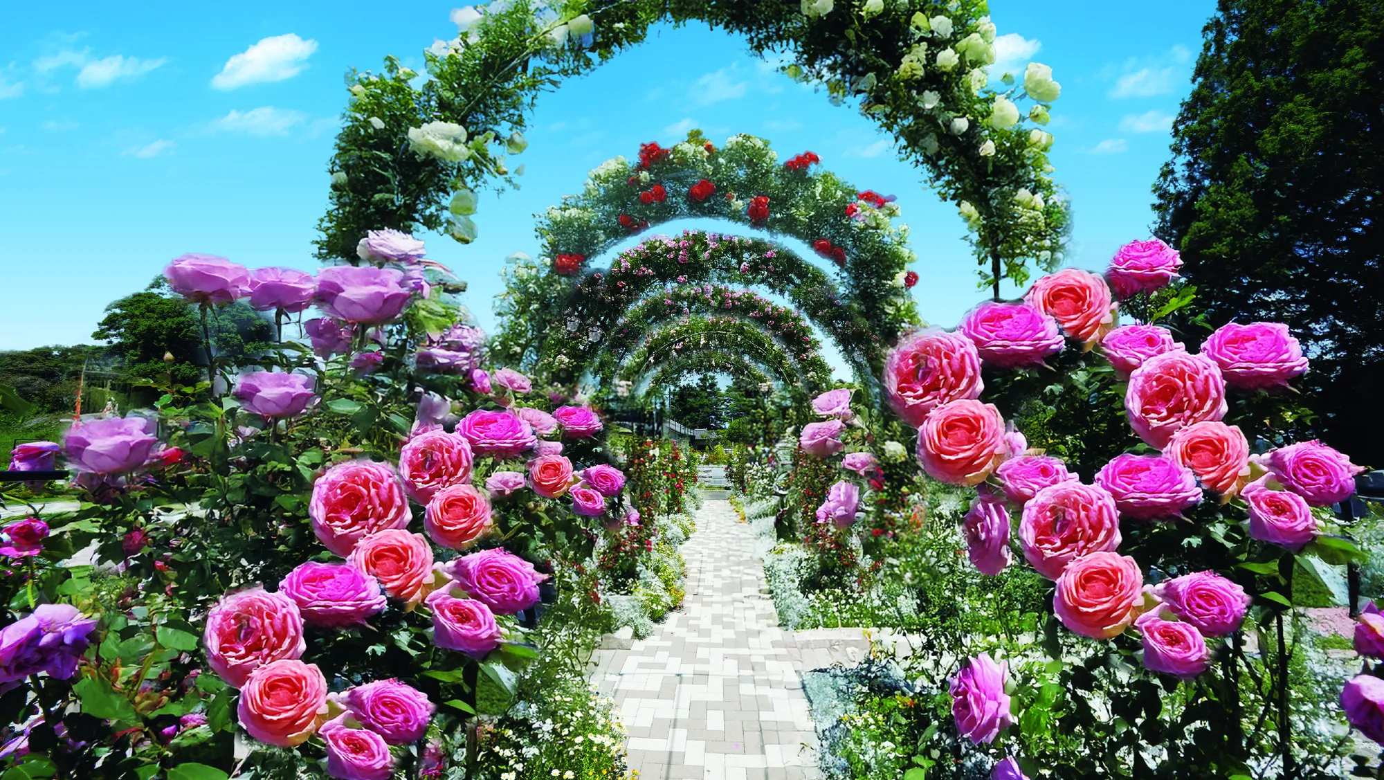 バラのアーチ