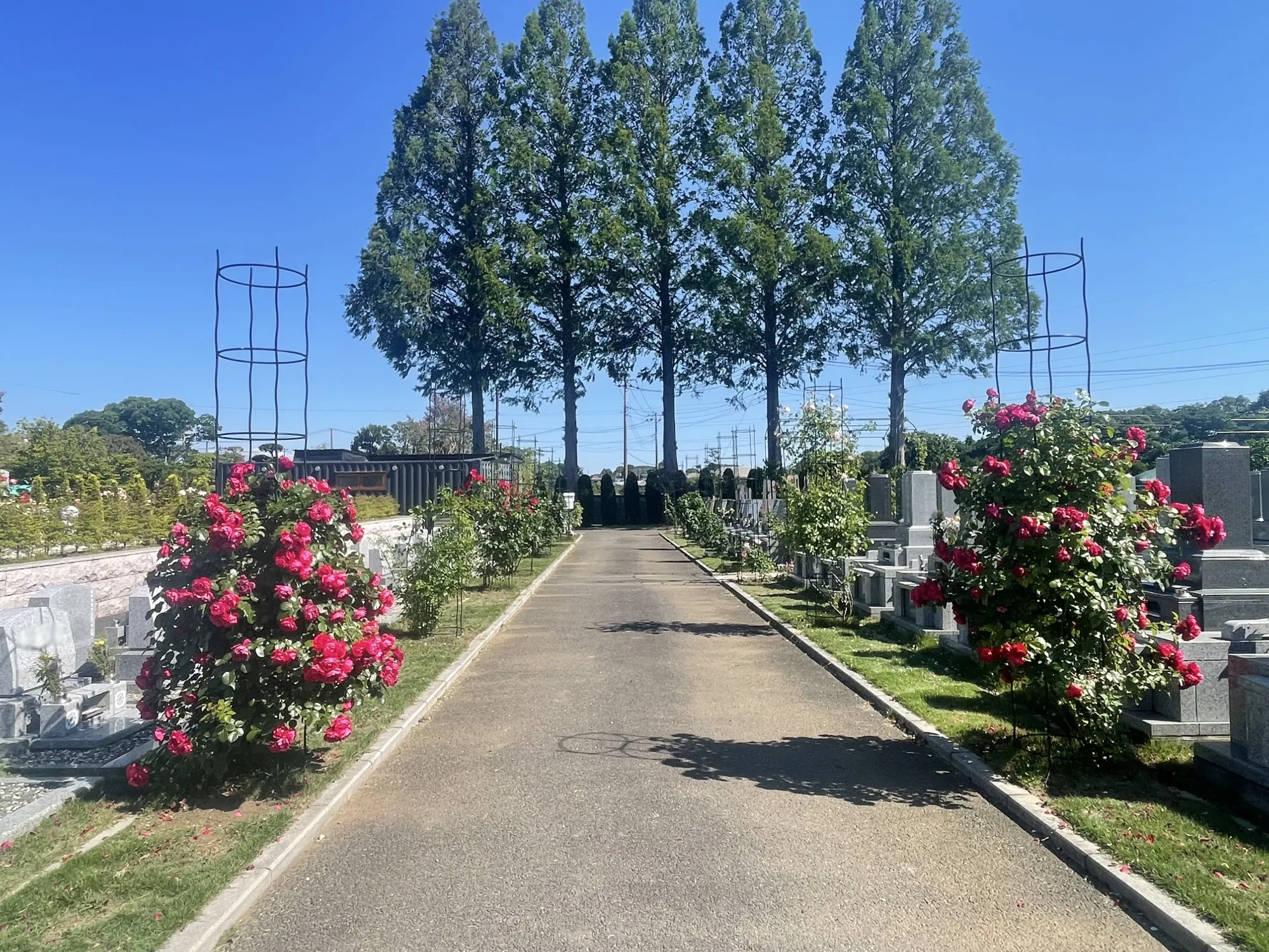 バラが咲く園路