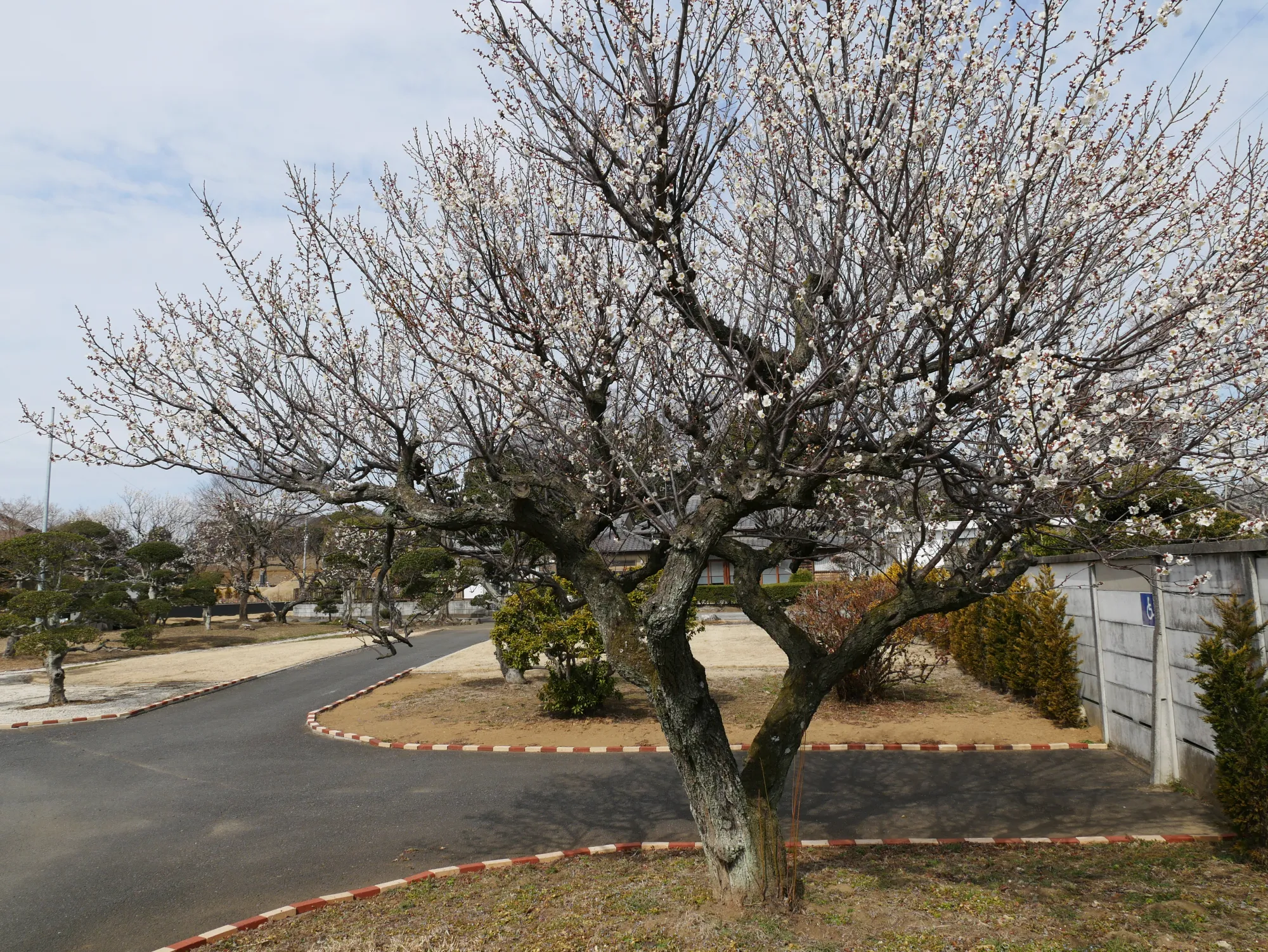 白梅の咲く園路