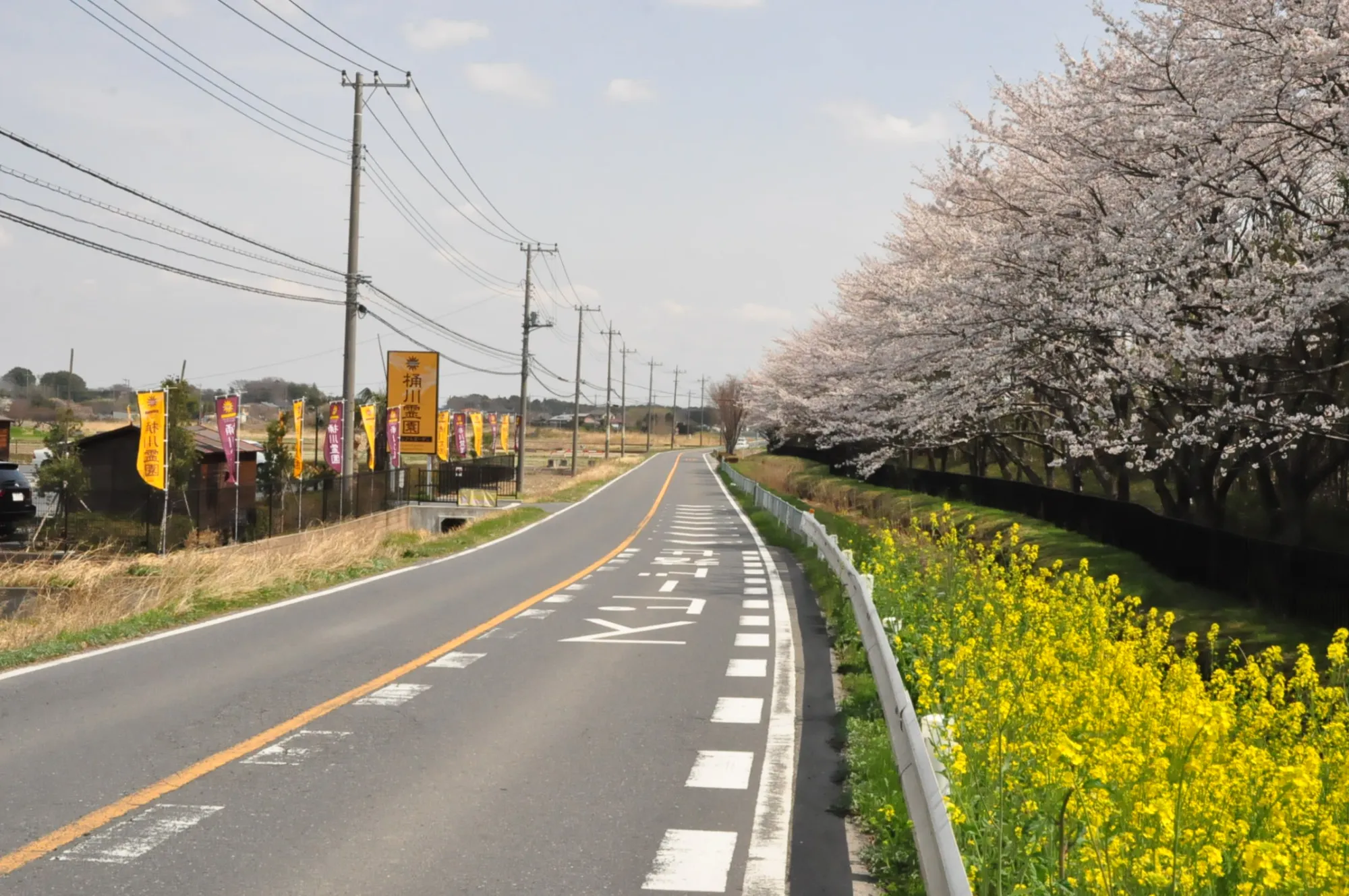 桜並木と園名看板のある通り