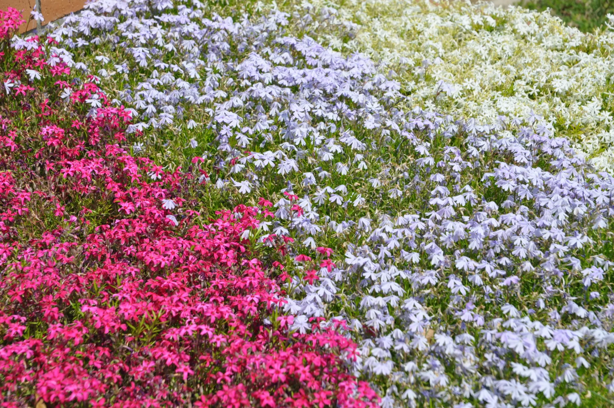 芝桜が咲くフィオーレ区画