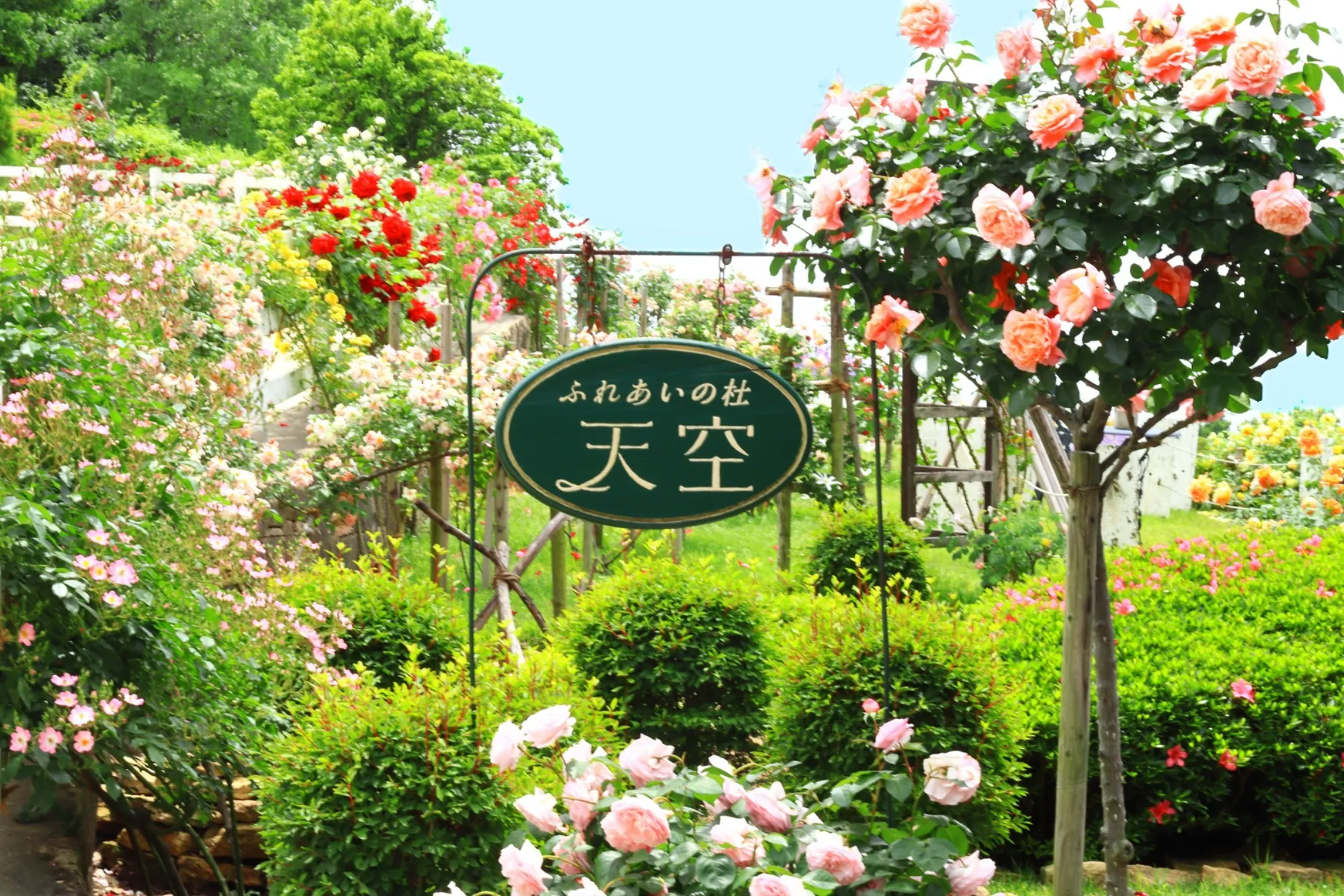天空からのパノラマ