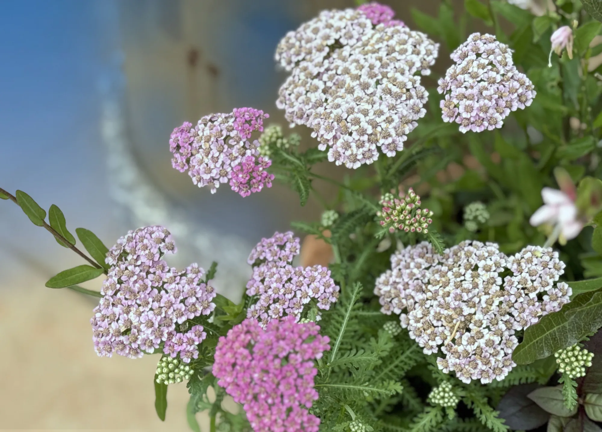 さいたまメモリアルパーク 園内に咲く四季の花