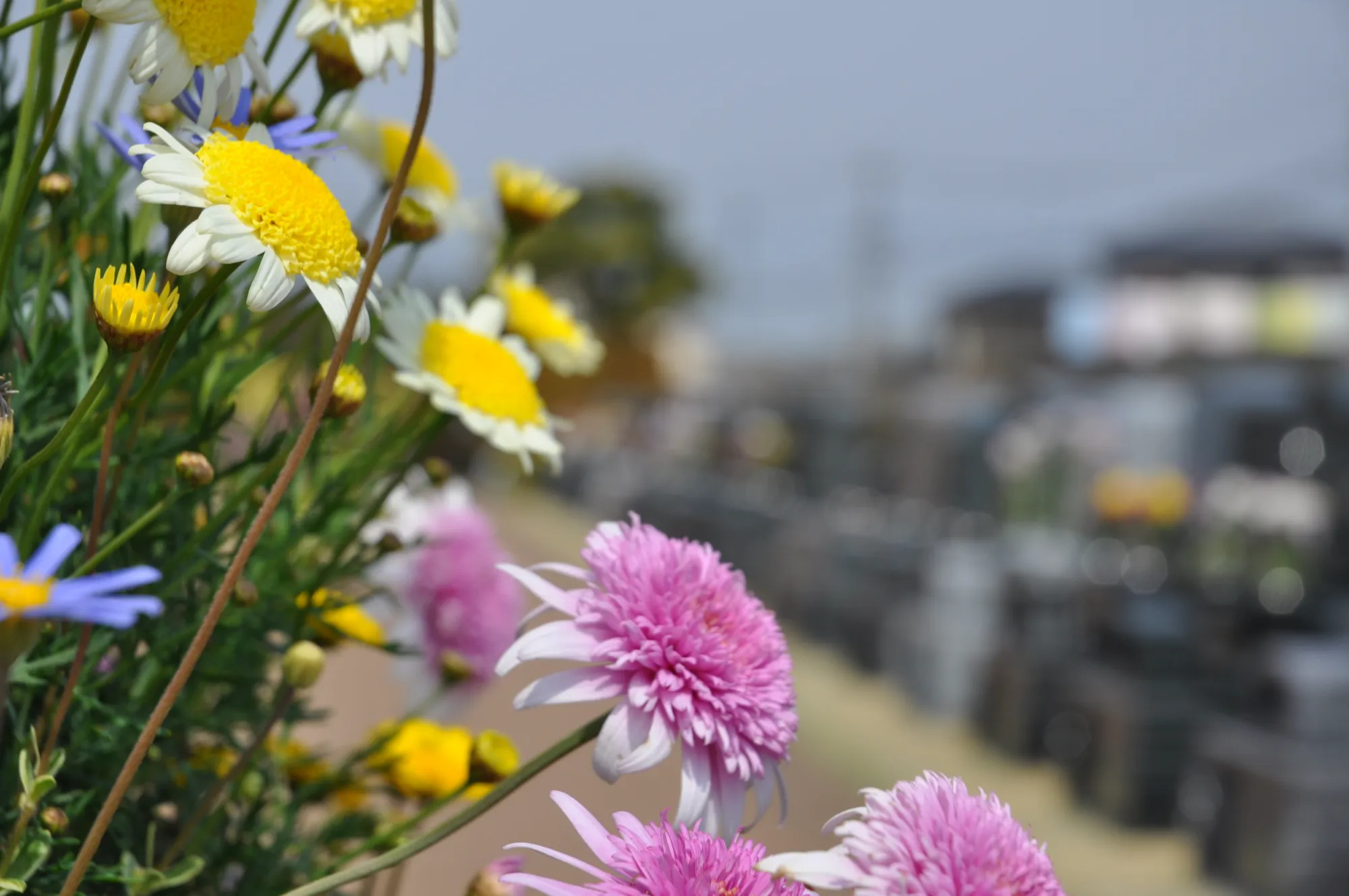 ピンクと黄白の花越しに墓石がぼかして見える園内